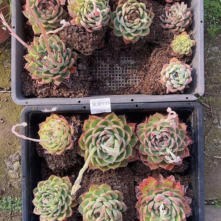 直播福利一物一拍532