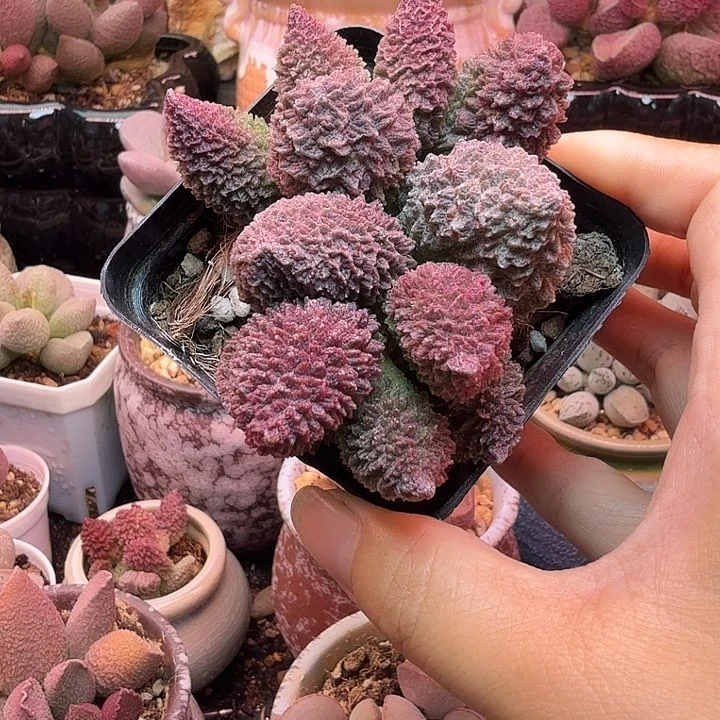 一物1️⃣拍，感谢支持