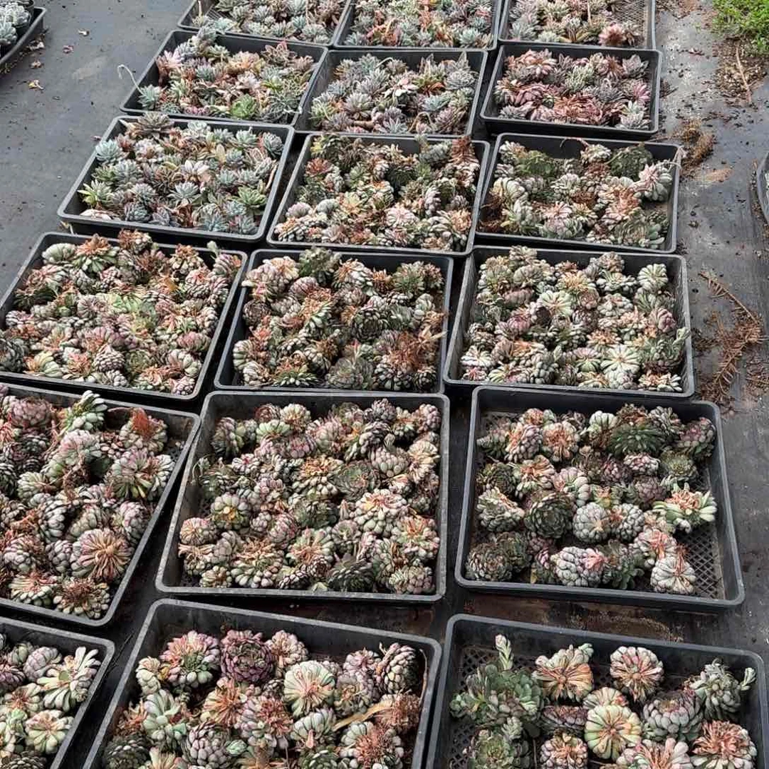 爱沙杂交及小红衣杂两种一箱5号