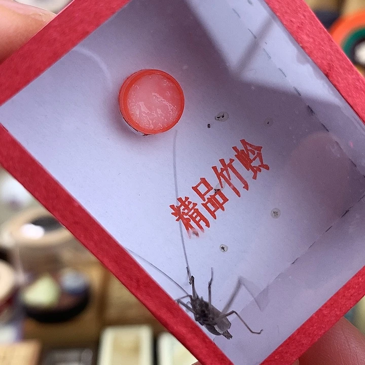 蟋蟀两只紫竹啊啊啊啊啊啊啊