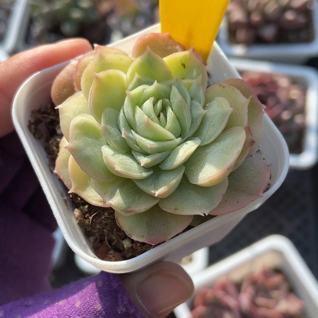 898盎司诺石化多肉植物