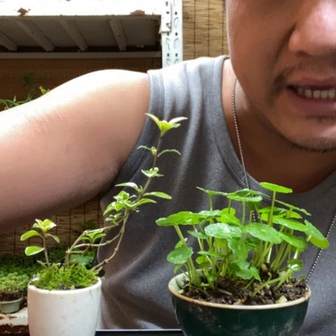 红陶一物一拍所见即所得117