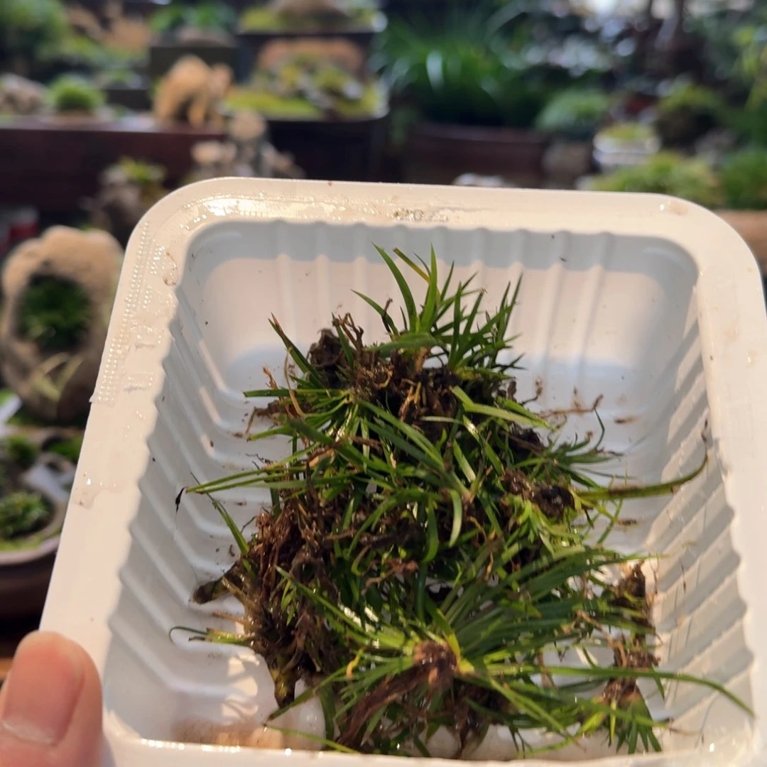 红陶碗*来散苗。。。。。。