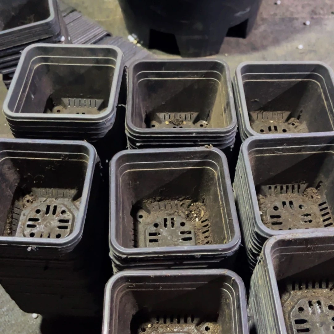 旧口径12黑方盆30个