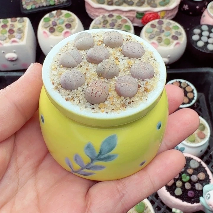 612 零下地区记得拍保温箱