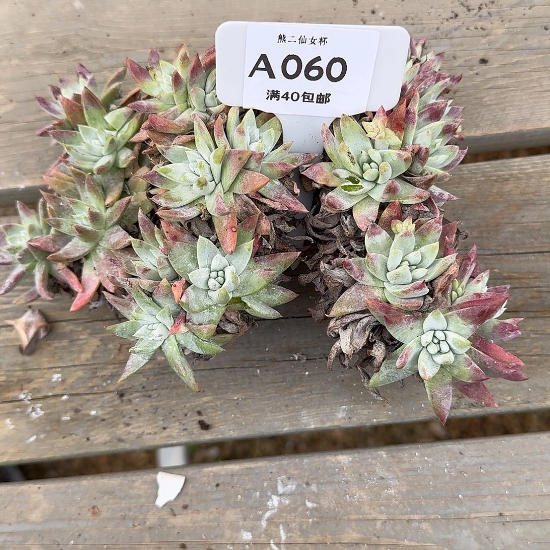 小***灬多肉植物仙女杯A060