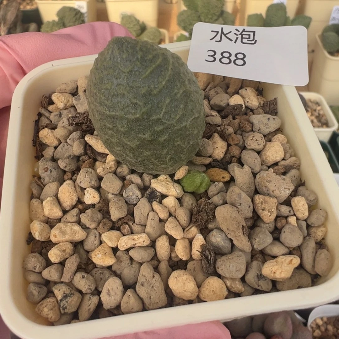 388好看的肥嘟嘟p408大母叶