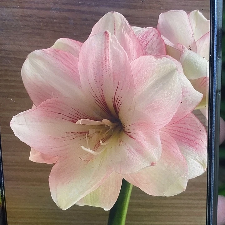 好印象4厘米朱顶红