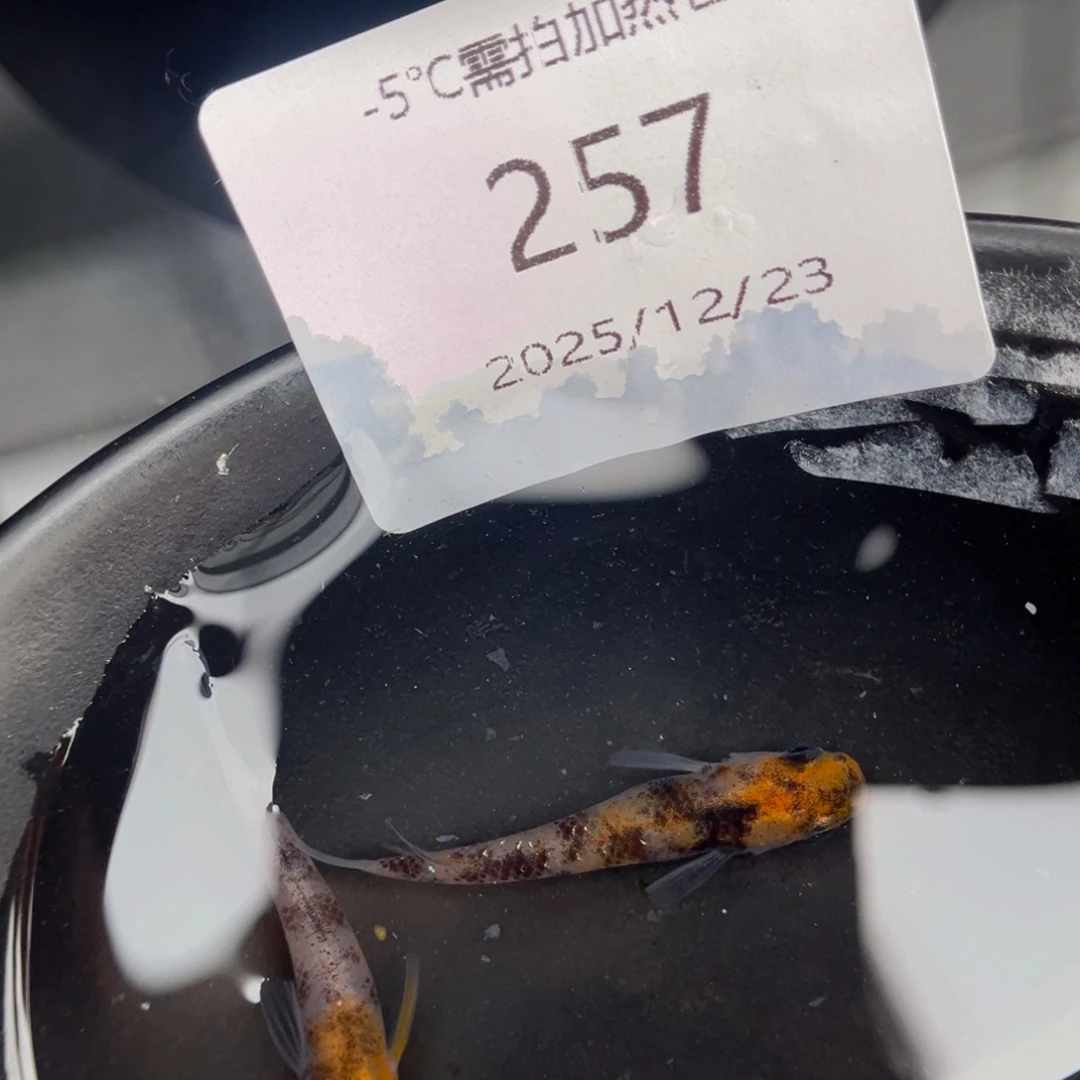青鳉鱼257云州三色一对