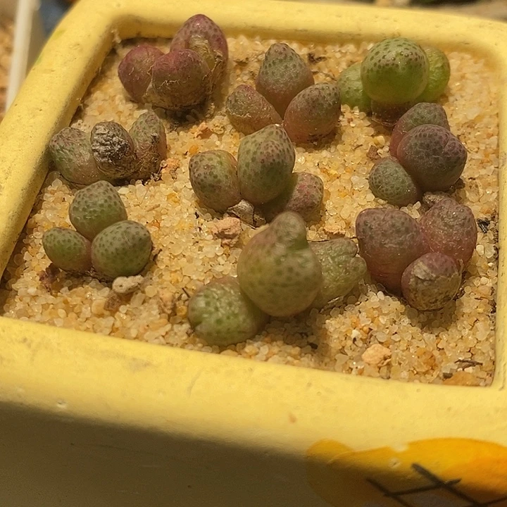 3头955D斑马一颗。