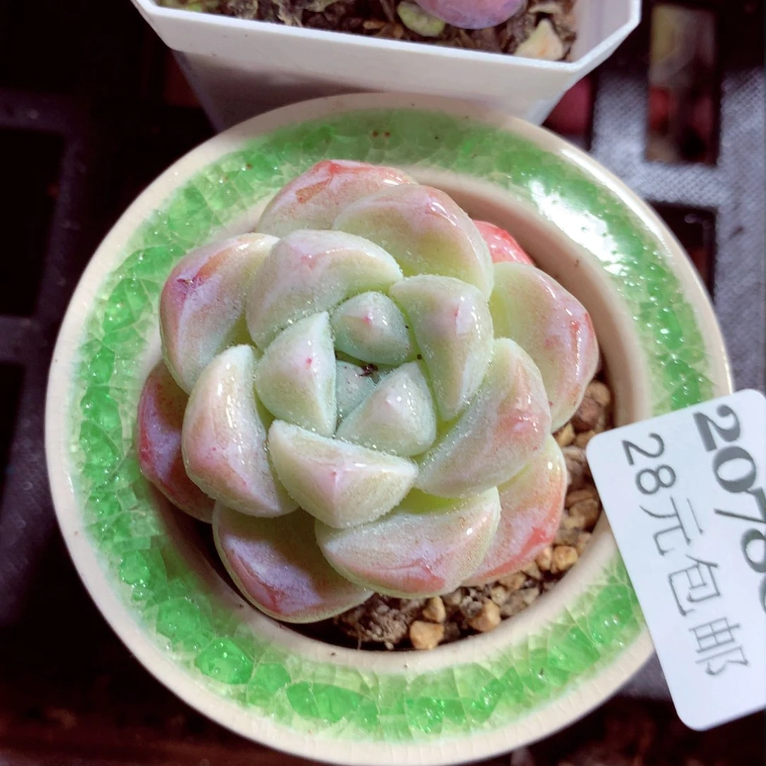 5厘米盆精控多肉2078