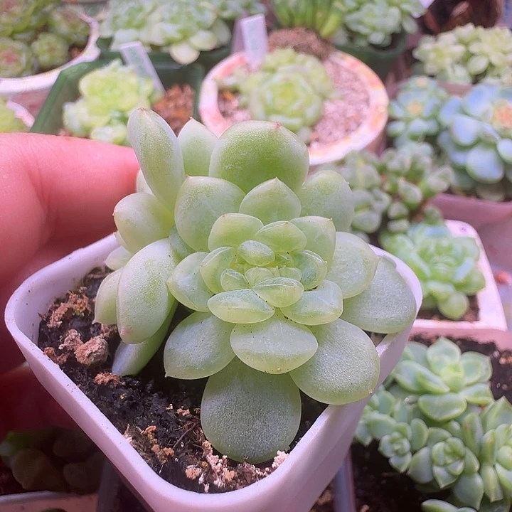 纸鸢小缀福利朵朵