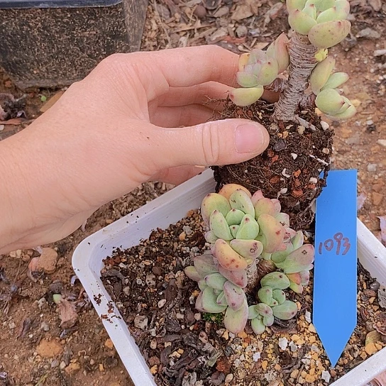 ?*阳1093多肉植物老桩