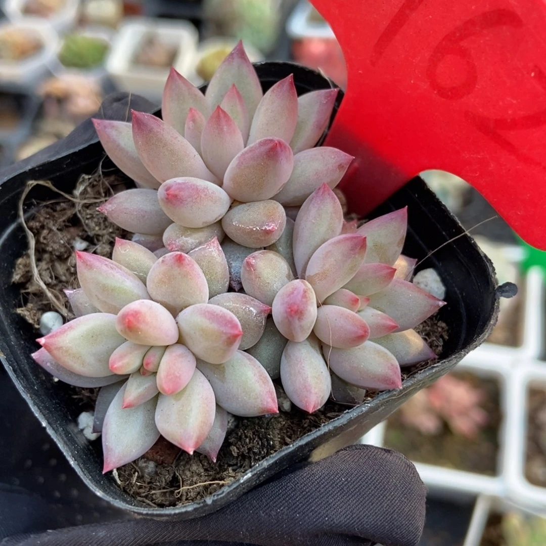 1962虞美人多肉植物保护