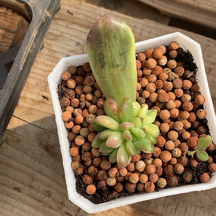 悖论锦多肉多肉植物