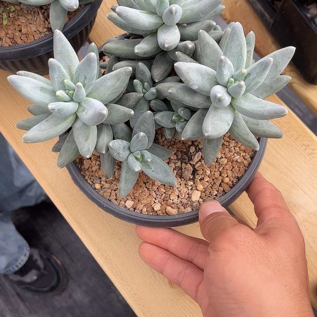 凤羽0000000000000000