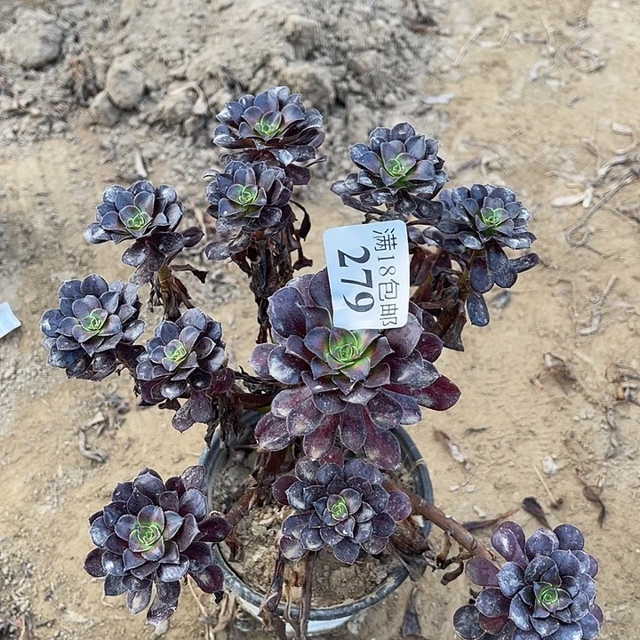 279花纳妖桩2号棚