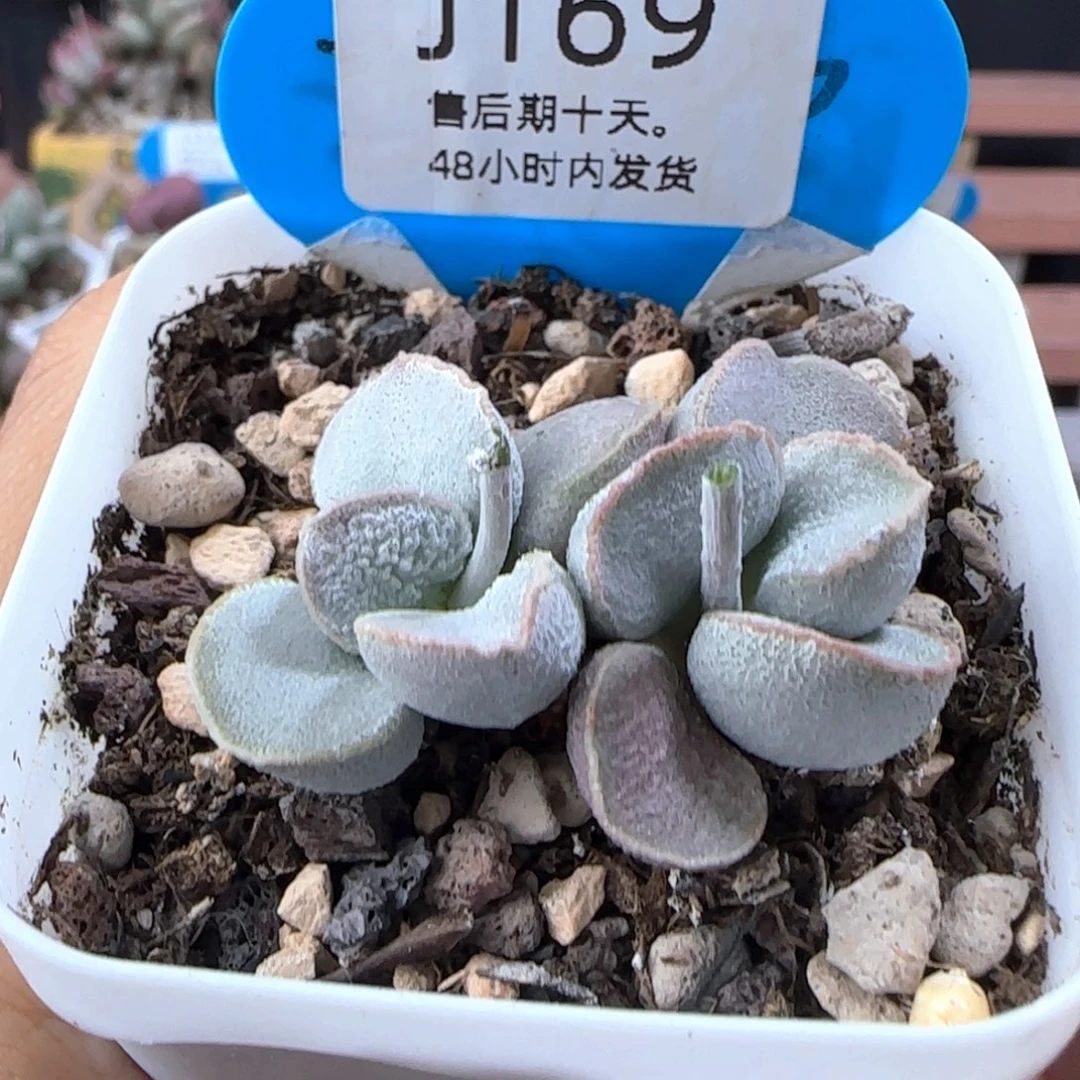 粉雪蛋。    169。