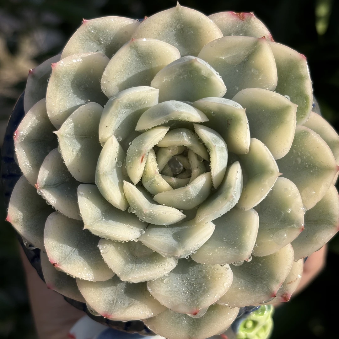 慢悠花房 月亮仙子锦 办公室阳台绿植园艺盆栽庭院多肉