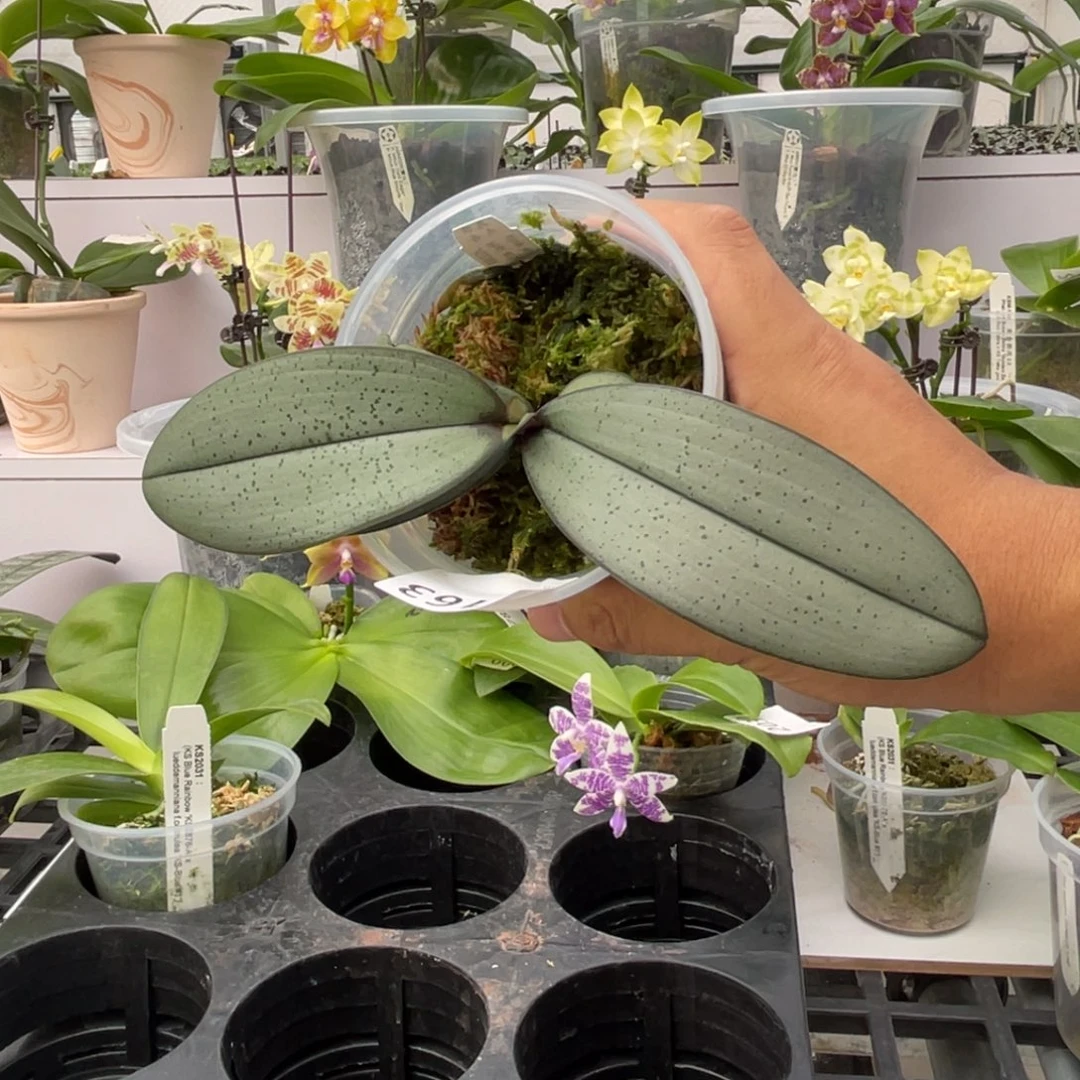 完全开放2163 3寸超银西蕾丽 一物一拍