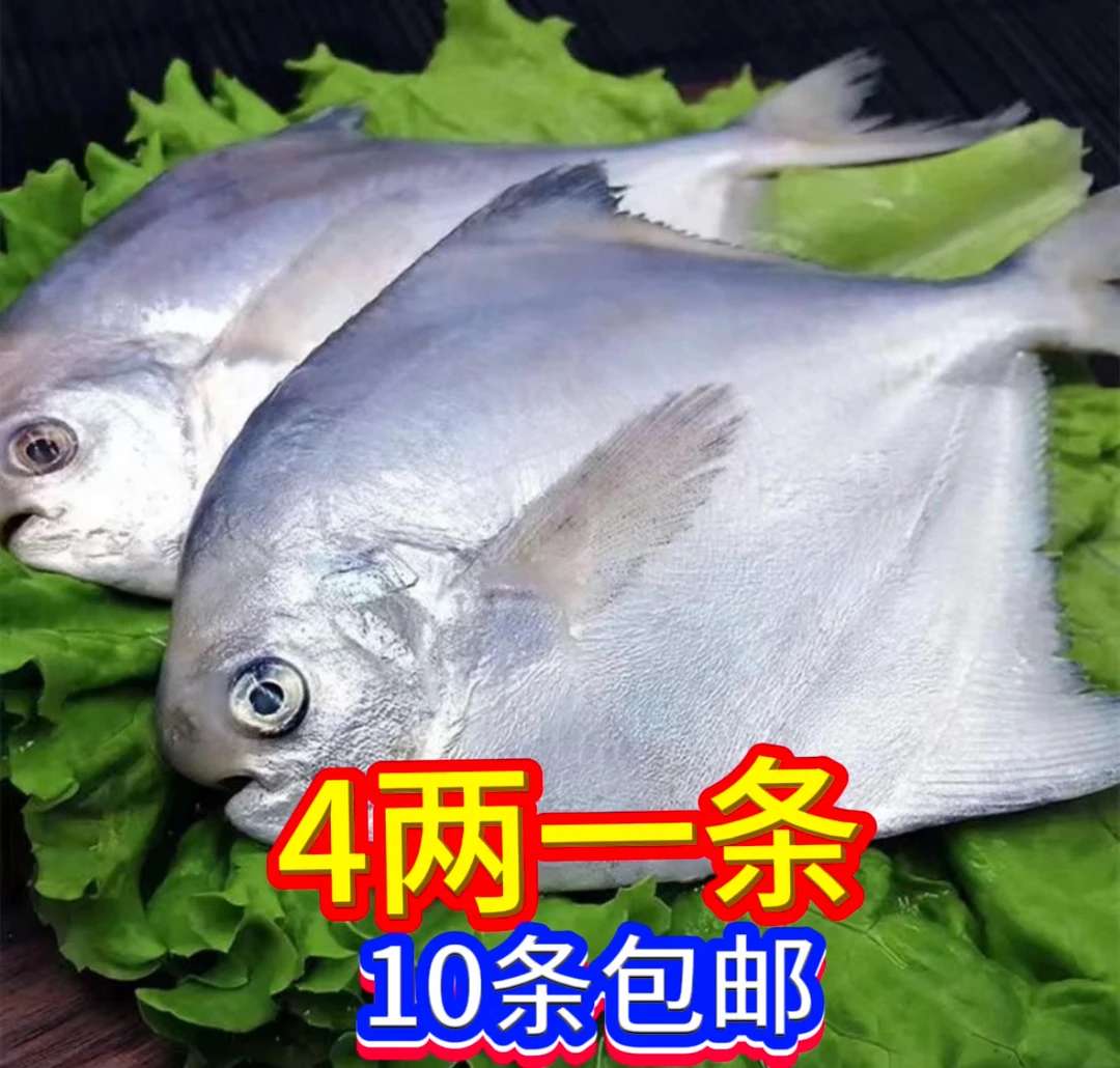 大鲳鱼4两一条（10条包邮）顺丰包邮液氮锁鲜发货