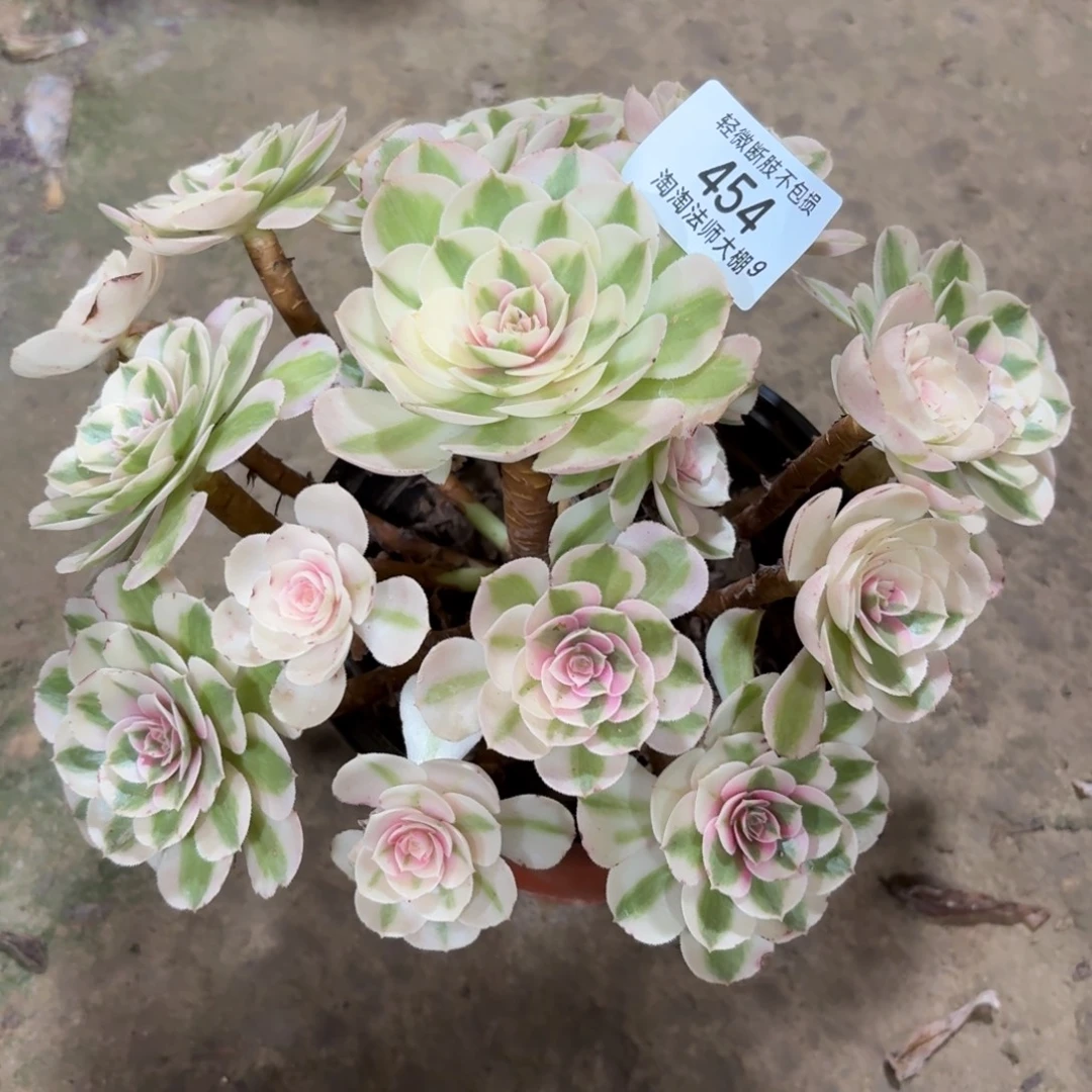 L***l454倾城多肉植物法师