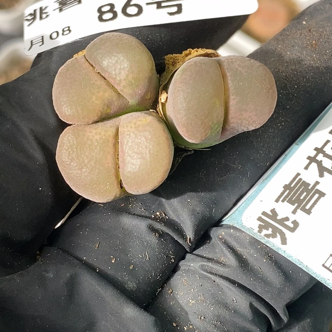 ？****了桃喜花园0608-86风铃