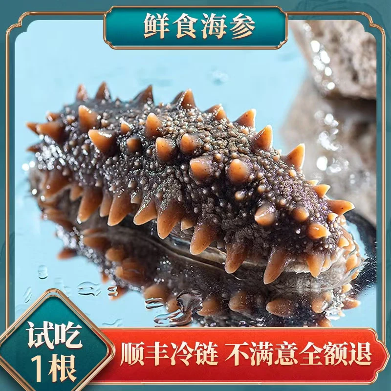 【鲜食海参】5-7头每斤【到手共2斤】大连海参辽刺参口感Q弹顺丰发货