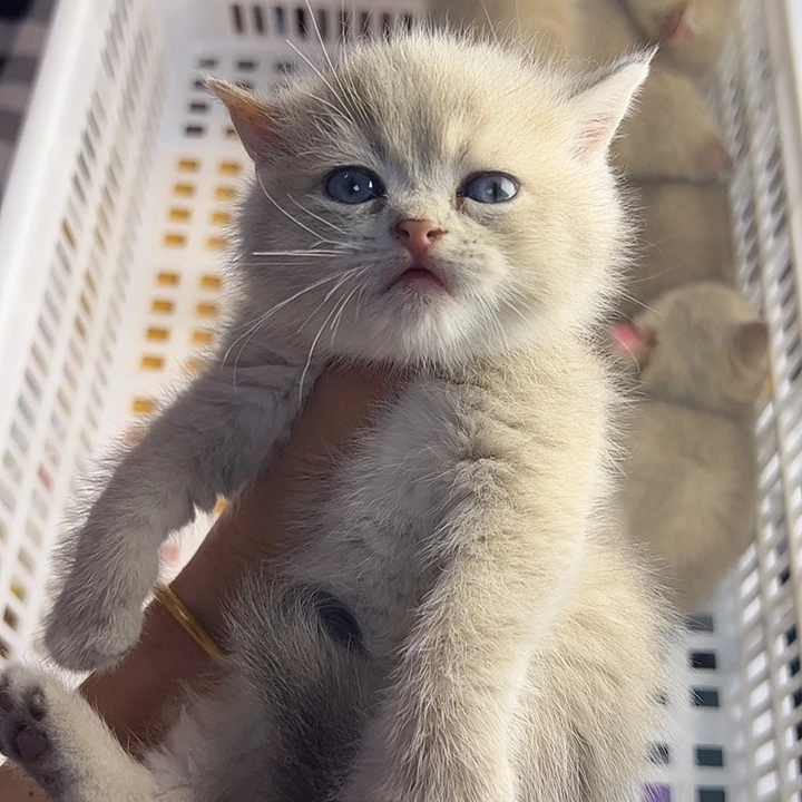 蓝金渐层有奶癣不退不换猫瘟包5天