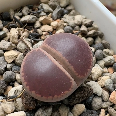 2217KO日轮净窗带盆发货