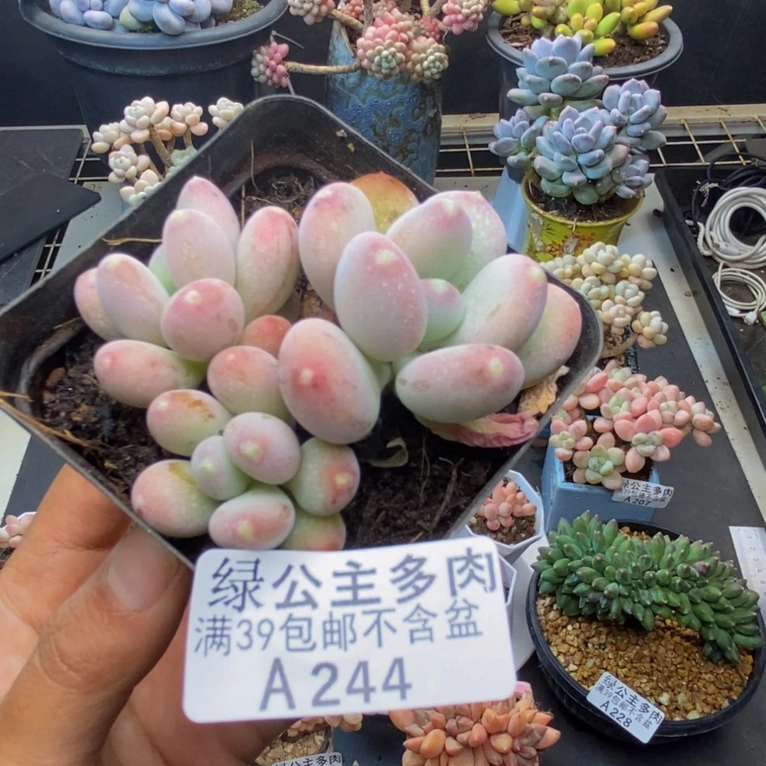 244稻田姬多肉5c m