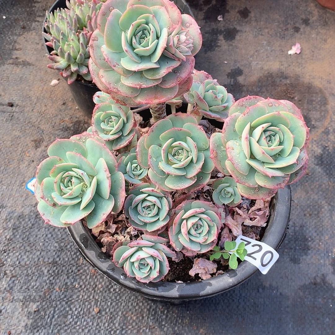 720克罗地亚一物一拍多肉