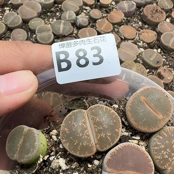 83多肉植物多肉植物