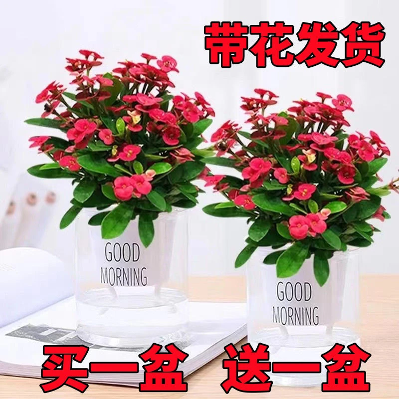 【1.3万人收藏】虎刺梅铁海棠盆栽多肉植物好养易活花卉四季开花