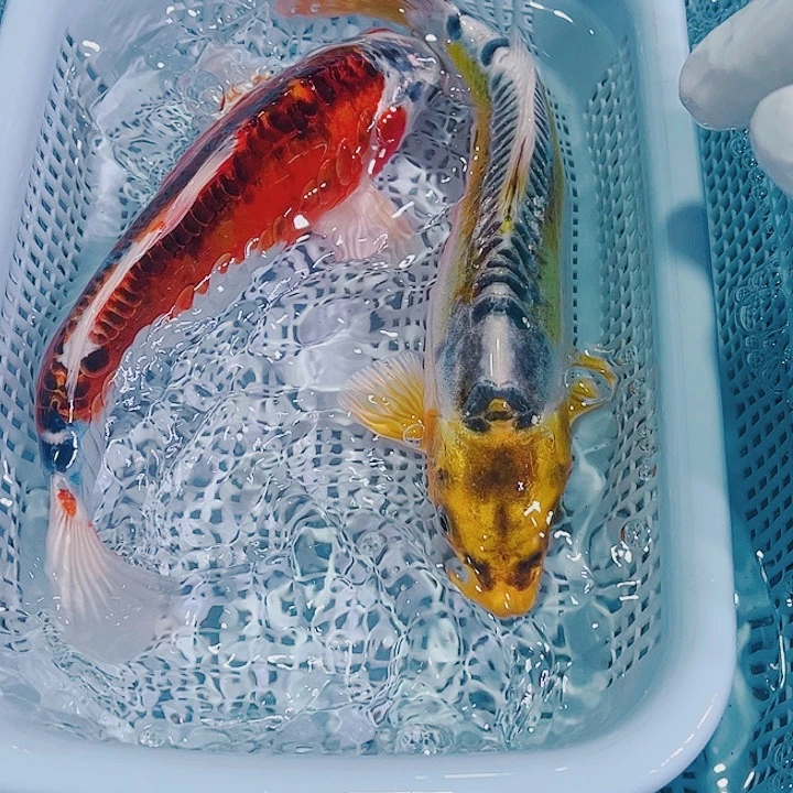 锦鲤锦鲤冷水观赏鱼104