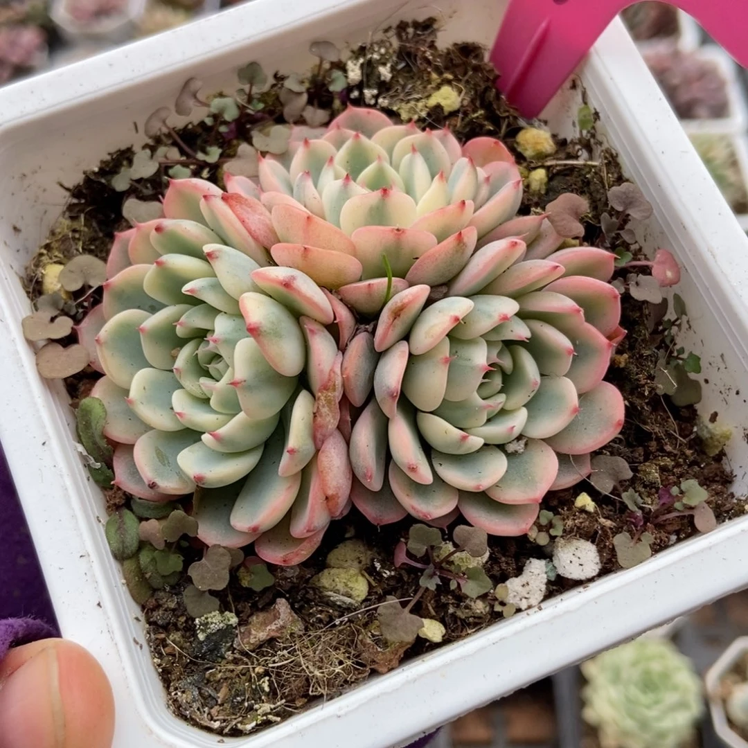 57忌廉锦多肉植物多肉
