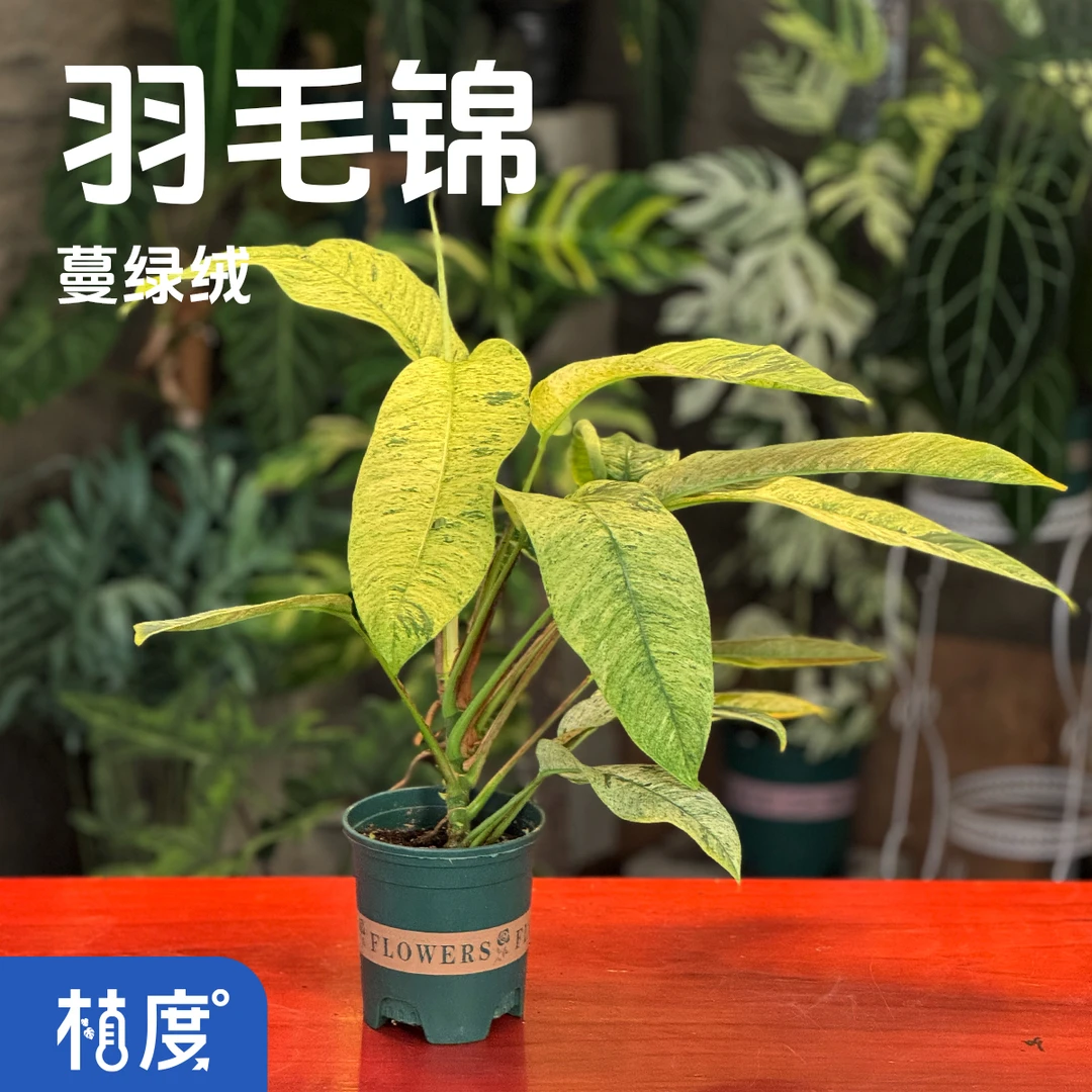 【植度 | 羽毛锦蔓绿绒】羽毛状锦斑叶片层次丰富 富有优雅结构感