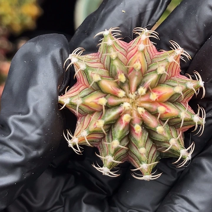 彩虹肋骨 一物一拍