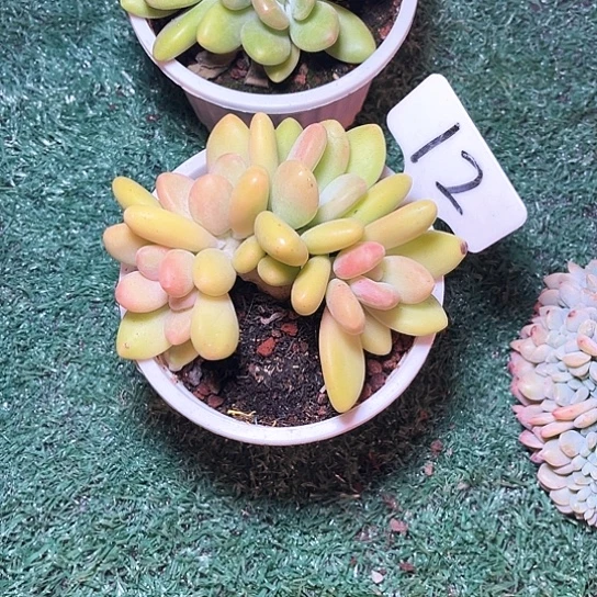 芒果奶12号码牌子的话题了