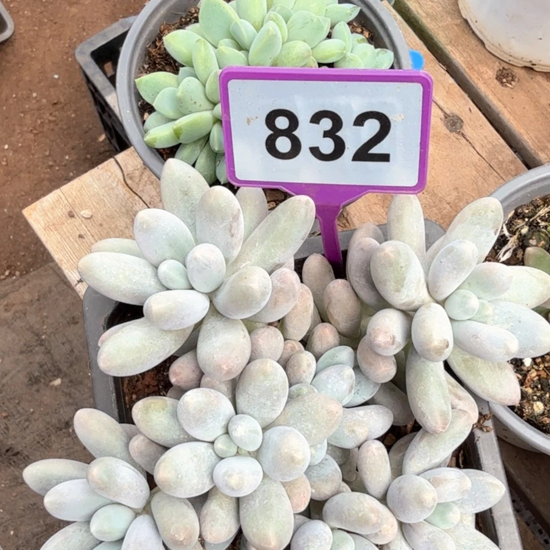 823.832两颗多肉植物