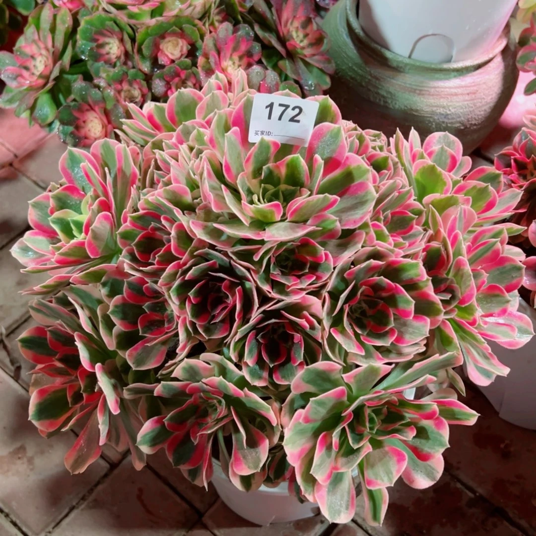 172粉女郎法师多肉植物