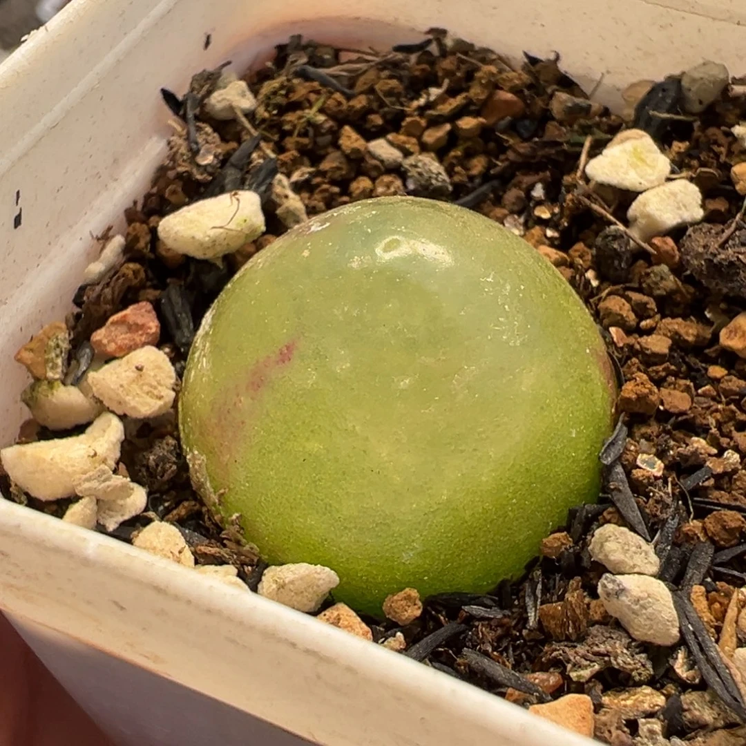 751多肉植物种类多样