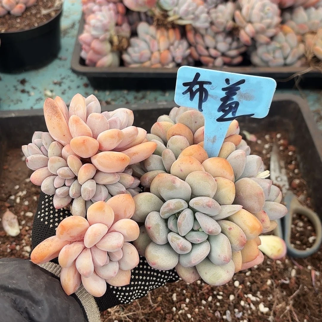 不羞妹妹的两个香水好看