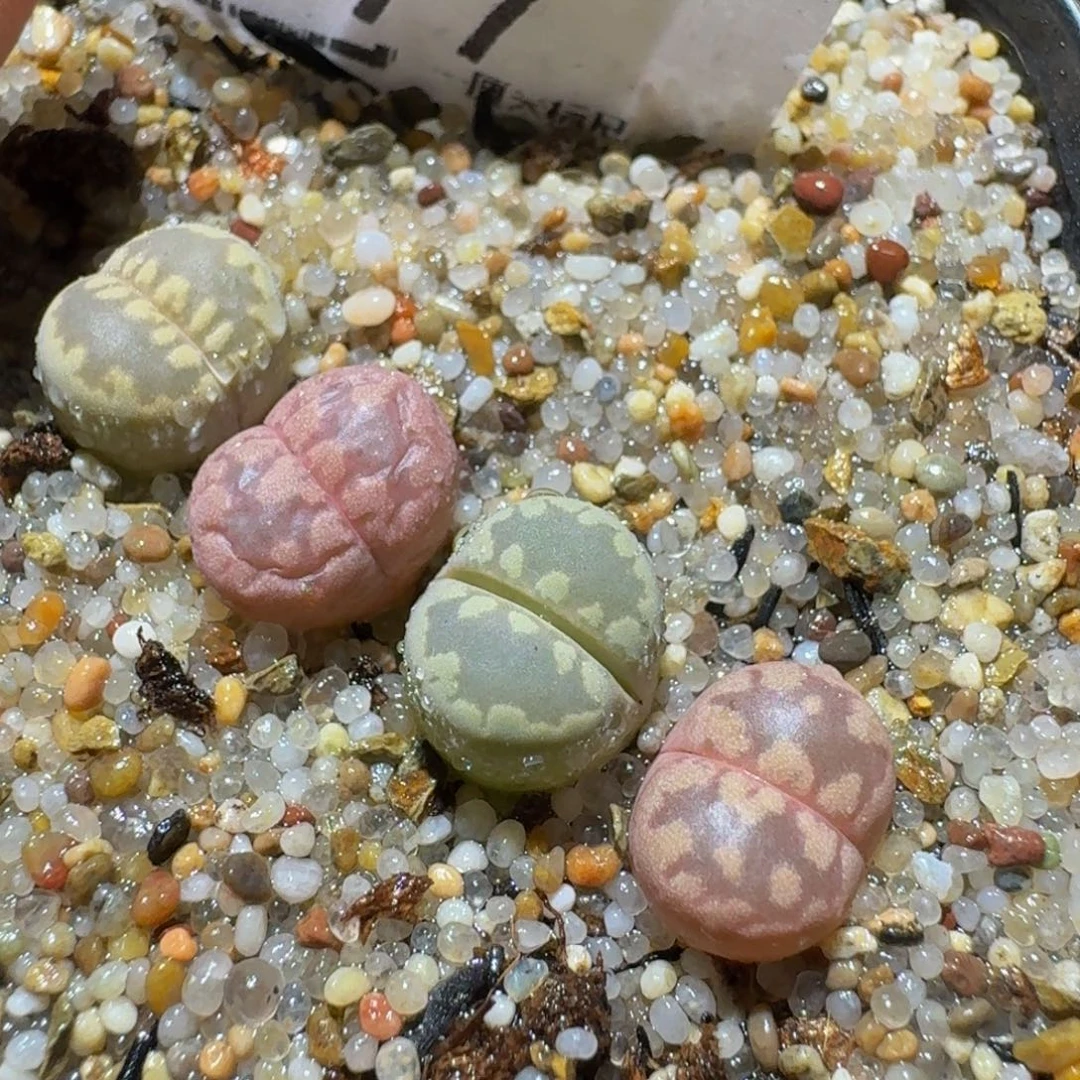 Ssss精品生石花77