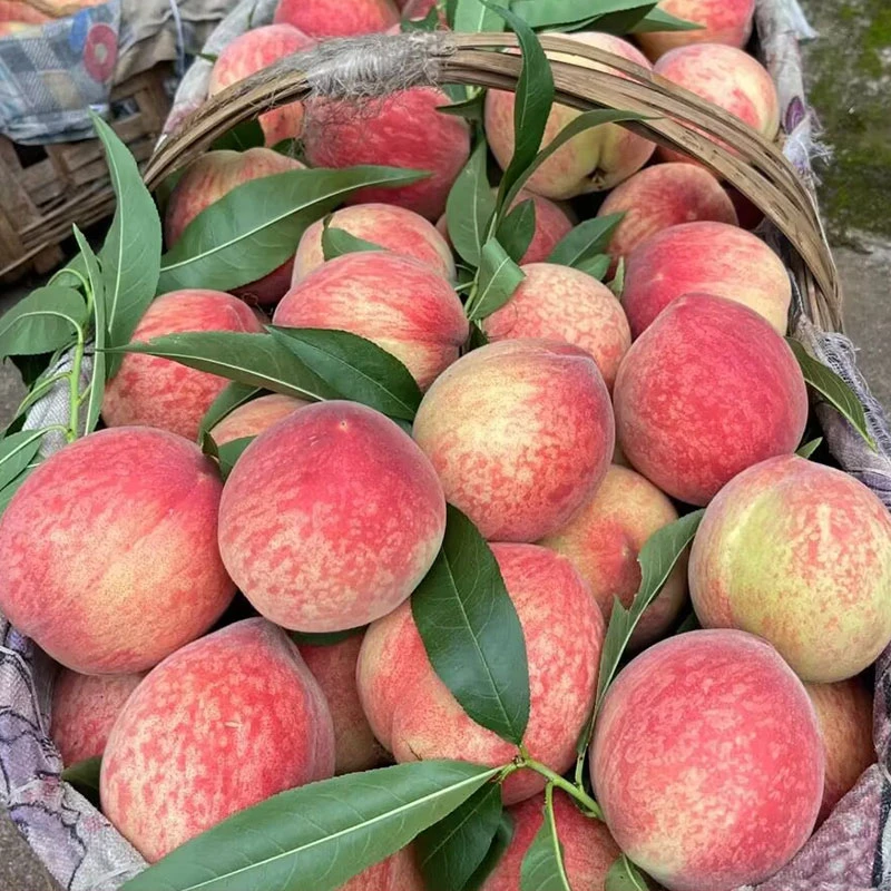 水蜜桃毛桃当季水蜜桃软硬两吃