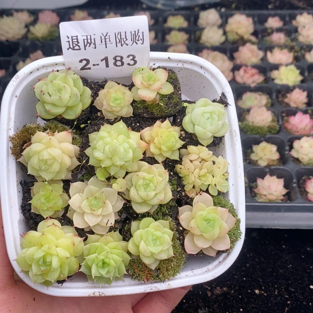 D***X2-183 新疆西藏内蒙不发其他一单包邮两到三公分