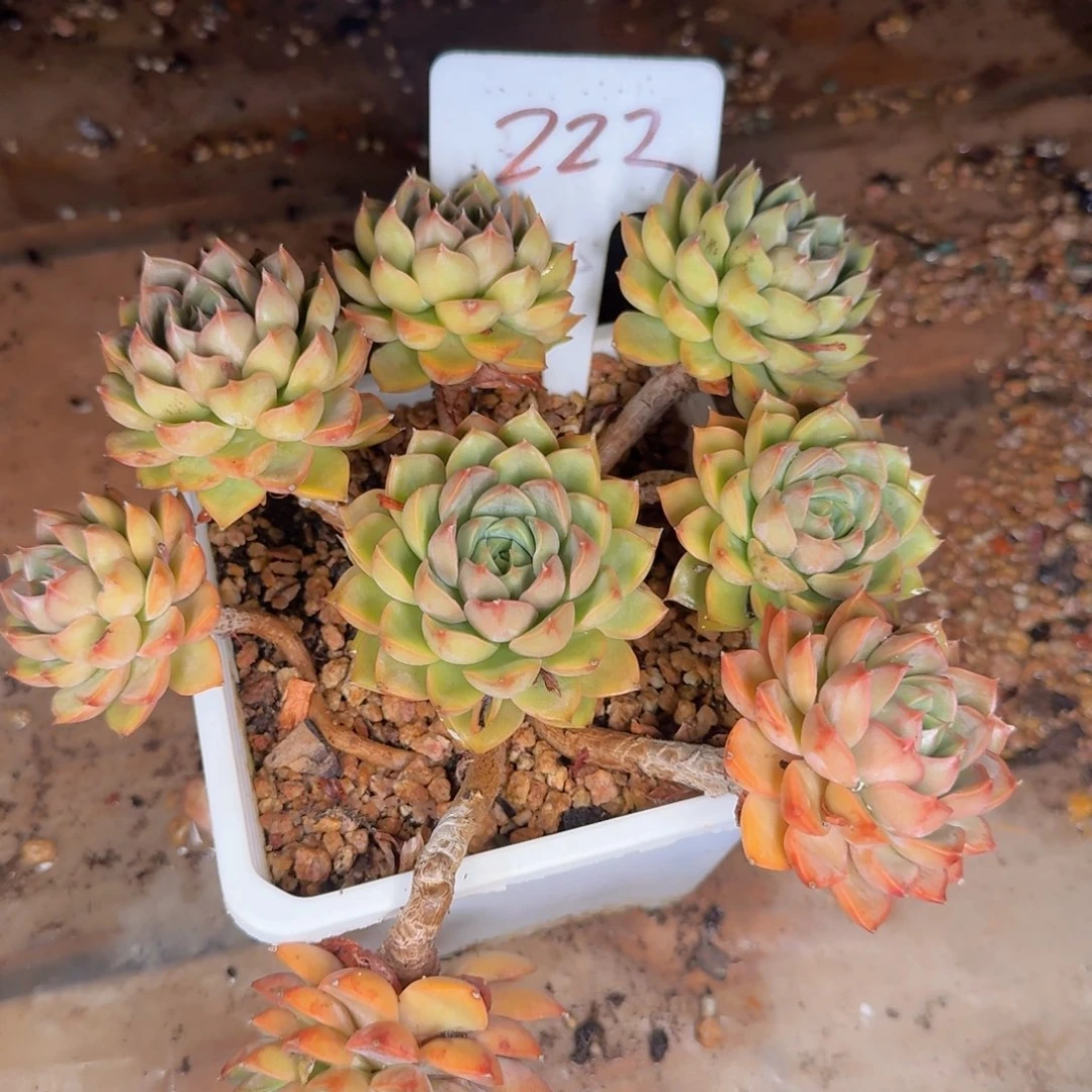 多肉植物的生长发育与