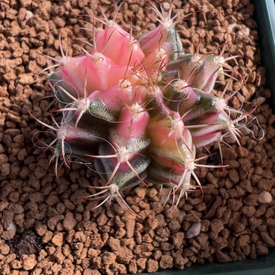 65 好看的米哈冲冲冲