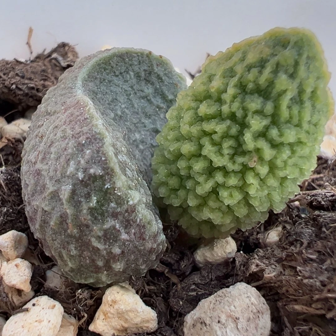 实生新品大苗多肉植物