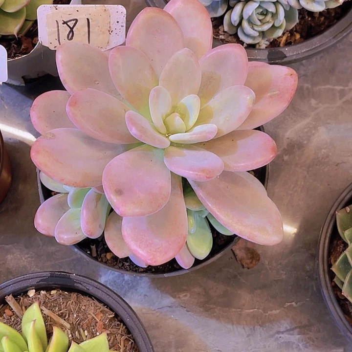 哥***仙00000000000000181